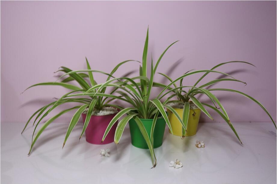 ��h����ȩ���҃�(n��i)�՚����̎��