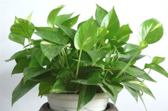 除甲醛植物,綠蘿去甲醛,綠健君安環保