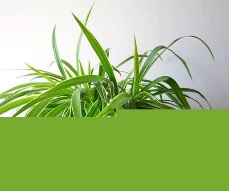 ��ȩȥ����������γ���ȩ����ȩ�����x�񣬵��m���Gֲ����ȩ�����I(y��)�����������G������