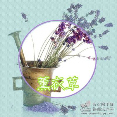 ����ֲ��Nֲ���ɣ��m������N��ֲ��҃ȃ����՚�ֲ��҃ȳ���ȩֲ���h����ȩ�G��������ֲ���B�o����