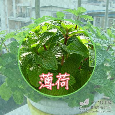 ����ֲ��Nֲ���ɣ��m������N��ֲ��҃ȃ����՚�ֲ��҃ȳ���ȩֲ���h����ȩ�G��������ֲ���B�o����